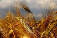 خطر قاچاق گندم وجود دارد/ کشورهای همسایه قیمت‌های بالاتری پیشنهاد می‌دهند