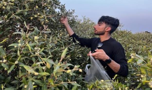 رسم هرساله بذرچینی حرا در روستای گوران قشم