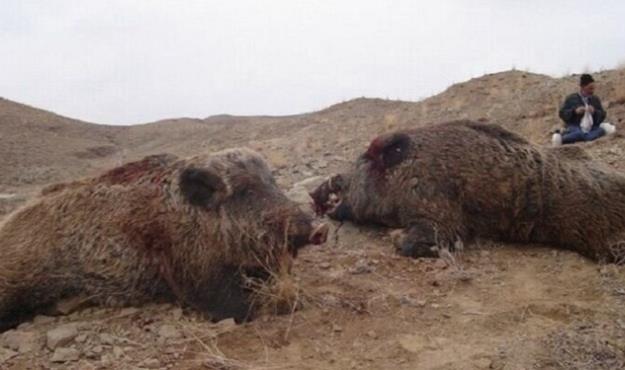 کشف یک محموله عجیب در هرمزگان