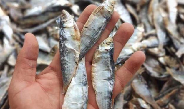 چوب لای چرخ مردم قشم برای خشک کردن ماهی نکنید