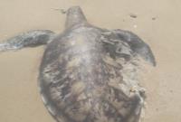 پیدا شدن لاشه لاک پشت پوزه عقابی در ساحل بندرلنگه