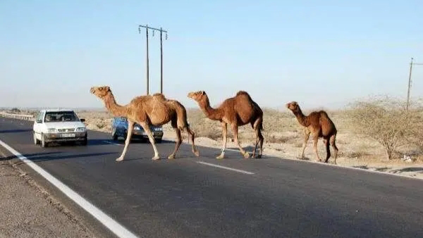 مصوبات جدید قضایی برای ساماندهی شترهای سرگردان در جاسک
