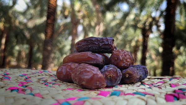 نرخ امسال خرمای هرمزگان اعلام شد