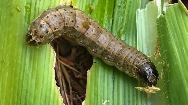 کرم برگخوار پاییزه تهدید جدی برای محصولات کشاورزی