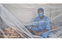 حتی یک قاشق آب راکد برای تکثیر پشه آئدس کافیست