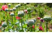 تکذیب شایعه مجاز شدن کشت خشخاش در شهرستان بشاگرد