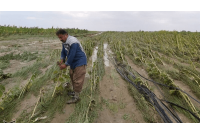 خسارت سیل در هرمزگان به ۱۲۰۰ هکتار از اراضی باغی و زراعی