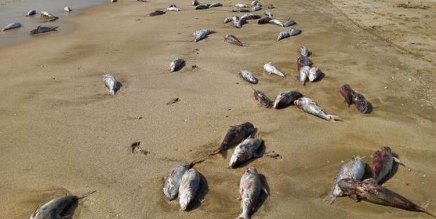 هزاران گربه‌ماهی در ساحل جاسک تلف شدند
