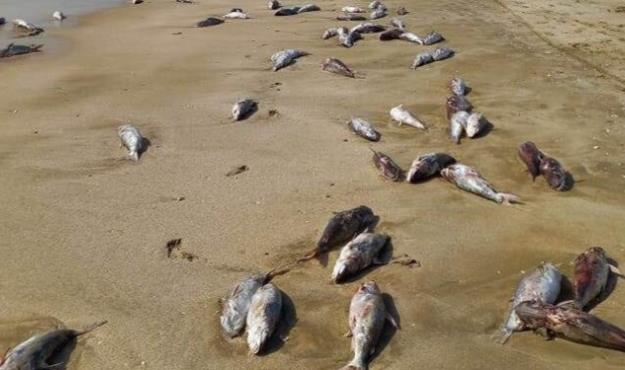 هزاران گربه‌ماهی در ساحل جاسک تلف شدند