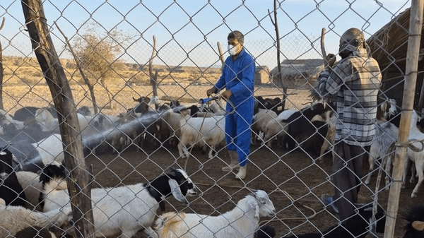 سمپاشی رایگان دام در رودان برای پیشگیری از تب کریمه کنگو آغاز شد