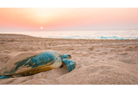 لاک پشت‌های پوزه‌عقابی به قشم بازگشتند