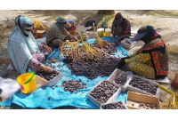 پیش بینی برداشت ۳۴ هزار تن خرما از نخلستان‌های رودان