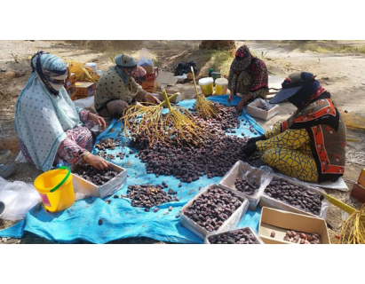 پیش بینی برداشت ۳۴ هزار تن خرما از نخلستان‌های رودان