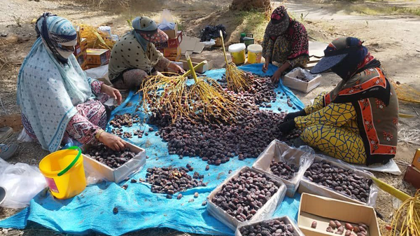 پیش بینی برداشت ۳۴ هزار تن خرما از نخلستان‌های رودان