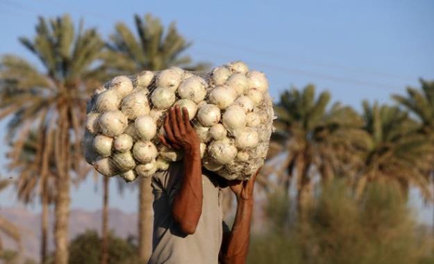 جای خالی تدبیر این بار در کشت پیاز!