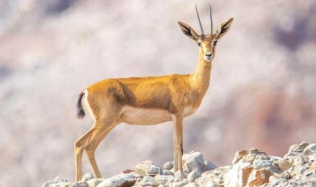 سگ‌های ولگرد و زباله‌خواری بلای جان جبیرهای جزیره هرمز!