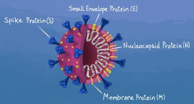 انتشار کرونا نسخه «بوتسوانا»، سویه خطرناکتر با سرعت رشد بسیار
