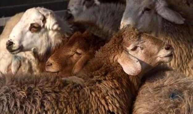 توقیف دو قایق با 81 گوسفند در آبهای قشم
