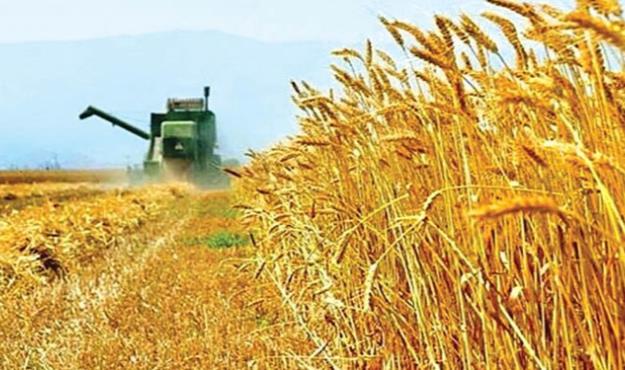 خرید تضمینی گندم در هرمزگان از 33هزار تن گذشت
