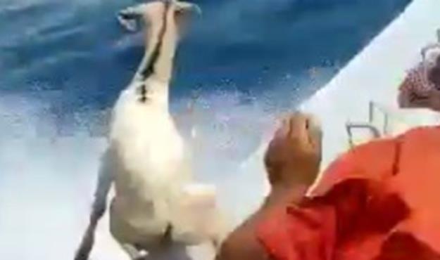 عاملان فیلم پرت کردن دام‌ها در دریا دستگیر شدند