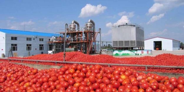 قطب تولید گوجه‌فرنگی خارج فصل ایران صاحب کارخانه رب می‌شود