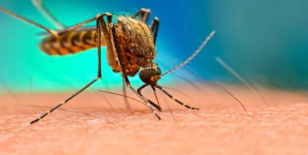 شناسایی ۱۰ مورد مثبت مالاریا در اتباع خارجی شاغل در هرمزگان
