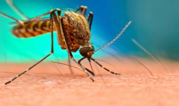 شناسایی ۱۰ مورد مثبت مالاریا در اتباع خارجی شاغل در هرمزگان